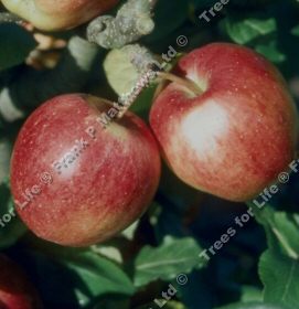 Saturn Apple Tree (C3) SELF FERTILE + LARGE CROPS + JUICY + CRISP + GOOD POLLINATOR + NORTH UK + DISEASE RESISTANT,  1-3 years old, delivered 1-2m tall, **FREE UK MAINLAND DELIVERY + FREE 100% TREE WARRANTY**