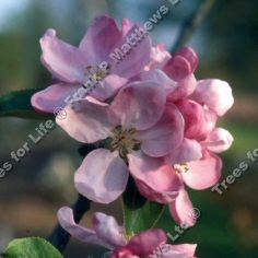 Scotch Dumpling Apple Tree (Malus domestica 'Scotch Dumpling') A range of rootstocks available in 12 litre containers **FREE UK MAINLAND DELIVERY + FREE 100% TREE WARRANTY**