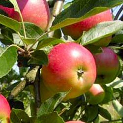 Worcester Pearmain Apple Tree, 7-12 L pot, 2-3 Years Old, 125-200cm Tall, DISEASE RESISTANT + STRAWBERRY FLAVOUR **FREE UK MAINLAND DELIVERY + FREE 100% TREE WARRANTY**