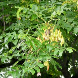 <font color="red">[DELIVERED 16th AUGUST 2012]</font> Ash Tree (Fraxinus excelsior) 20-40cm Trees**FREE UK MAINLAND DELIVERY + FREE 100% TREE WARRANTY**