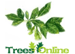 Ash Trees