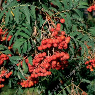 Asplenifolia Mountain Ash or Rowan Tree, Sorbus Aucuparia Asplenifolia **FREE UK MAINLAND DELIVERY + FREE 100% TREE WARRANTY**