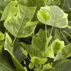 Aureomarginatum Tulip Tree (Liriodendron tulipifera 'Aureomarginatum') Supplied height 1.00 metres supplied in a 7 litre container **FREE UK MAINLAND DELIVERY EXCEPT SCOTTISH HIGHLANDS**