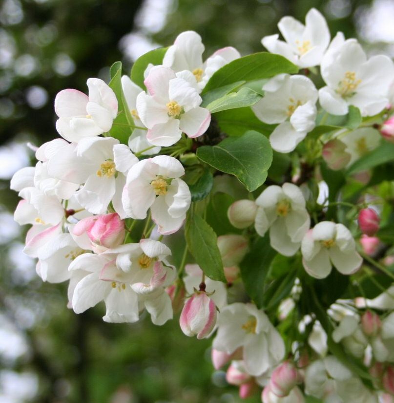 Siberian or Baccata Crab Apple Tree (Malus 'Baccata') Supplied height 150 - 200cm in a 7 - 12 litre container **FREE UK MAINLAND DELIVERY + FREE 100% TREE WARRANTY**