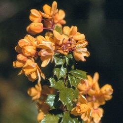 Barberry Shrubs