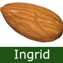 Bare Root Self Fertile Almond Ingrid, RELIABLE CROPPER + SELF FERTILE + DISEASE RESISTANT + GOOD FRUIT *** FREE UK MAINLAND DELIVERY *** Bare Root Self Fertile Almond Ingrid, RELIABLE CROPPER + SELF FERTILE + DISEASE RESISTANT + GOOD FRUIT *** FREE UK MAINLAND DELIVERY ***