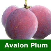 C2 (PARTIALLY SELF FERTILE) BARE ROOT Avalon Plum 1-2m tall, Fruits Aug LARGE FRUITS + STRONG GROWING **FREE UK MAINLAND DELIVERY + FREE 100% TREE WARRANTY**