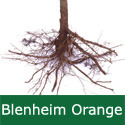 C3 (TRIPLOID) BARE ROOT Blenheim Orange Eating + Cooking Apple, TRIPLOID,  1-2m Tall, Fruits October, KEEPS WELL + CONTAINER + AWARD **FREE UK MAINLAND DELIVERY + FREE 100% TREE WARRANTY**