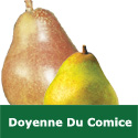 C4 BARE ROOT Doyenne Du Comice Pear, Eating, 1-2m Tall, Fruits October JUICY + SWEET + VIGOROUS + HEAVY CROP **FREE UK MAINLAND DELIVERY + FREE 100% TREE WARRANTY**