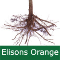 C4 (SELF FERTILE) BARE ROOT Ellisons Orange Eating Apple, 1-2m tall, Fruits September,SCAB RESISTANT, ANISEED FLAVOUR, FROST TOLERANT **FREE UK MAINLAND DELIVERY + FREE 100% TREE WARRANTY**