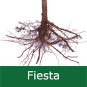 C3 BARE ROOT Fiesta (AKA Red Pippin) Eating Apple Tree, 1-2m Tall, Fruits October, NORTH UK + CONTAINER + LARGE HARVEST + POPULAR **FREE UK MAINLAND DELIVERY + FREE 100% TREE WARRANTY**
