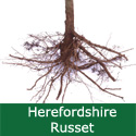 C3 (PARTIALLY SELF-FERTILE) BARE ROOT Herefordshire Russet Eating Apple, 1-2 m Tall, Fruits October, LARGE HARVEST + EXCELLENT EATING + JUICING **FREE UK MAINLAND DELIVERY + FREE 100% TREE WARRANTY**
