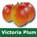 C3 (SELF FERTILE) BARE ROOT Victoria Plum Eating/Cooking 1-2m tall, Fruits August, FREESTONE + LARGE REGULAR HARVEST + MOST POPULAR **FREE UK MAINLAND DELIVERY + FREE 100% TREE WARRANTY**