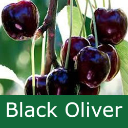 C Bare Root Black Oliver Eating Cherry Tree, LARGE FRUITS + SOFT + JUICY + VIGOROUS + UPRIGHT TREE + PICK EARLY AUGUST **FREE UK MAINLAND DELIVERY + FREE 100% TREE WARRANTY**
