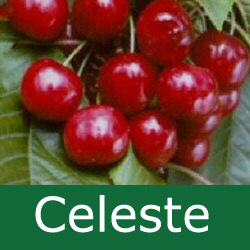 SELF FERTILE (GROUP C) Bare Root Celeste Cherry Tree, 1-2 metres tall, 1-2 years old, EXCELLENT EATING + COMPACT SHAPE/SIZE + LARGE FRUITS **FREE UK MAINLAND DELIVERY + FREE 100% TREE WARRANTY**