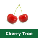 E Bare Root Bigarreau Gaucher Cherry Tree, 1-2 metres tall, 1-2 years old,  (EATING +LARGE, FIRM + JUICY) **FREE UK MAINLAND DELIVERY + FREE 100% TREE WARRANTY**