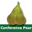 C3 (SELF FERTILE) BARE ROOT Conference Pear, Eating, 1-2m Tall, Fruits September NORTH UK + RELIABLE + HEAVY CROP **FREE UK MAINLAND DELIVERY + FREE 100% TREE WARRANTY**