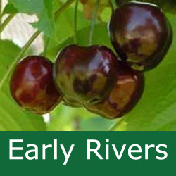 Bare Root Early Rivers Eating Cherry Tree, Delivered 1.5-2m,  LARGE + DARK + EARLY RIPEN + PICK EARLY JULY  **FREE UK MAINLAND DELIVERY + FREE 100% TREE WARRANTY**