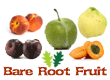 Bare Root Fruit