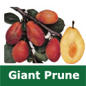 C3 (SELF FERTILE) BARE ROOT Eating Giant Prune Plum Tree 1-2m tall, Fruits September, LARGE FRUIT HARVEST + FROST RESISTANT + TOUGH **FREE UK MAINLAND DELIVERY + FREE 100% TREE WARRANTY**
