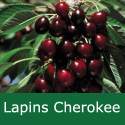 SELF FERTILE (GROUP B) Bare Root Lapins Cherokee Cherry Tree, 1-2 metres tall, 1-2 years old, (EATING + FRUIT IN JULY + RELIABLE + LARGE FRUIT) **FREE UK MAINLAND DELIVERY + FREE 100% TREE WARRANTY**