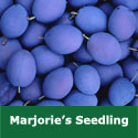 C5 (SELF FERTILE) BARE ROOT Marjories Seedling Eating/Cooking Plum Tree 1-2m tall, Fruits September, LARGE GOOD CROPS + NORTH SUITABLE **FREE UK MAINLAND DELIVE