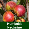 SELF FERTILE Humboldt Nectarine Tree, Height 1.0m-2.0m, RICH FLAVOUR + RELIABLE + LOTS FLOWERS + GOOD CROPPER, FREE UK DELIVERY + 100% WARRANTY
