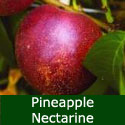 SELF FERTILE Pineapple Nectarine Tree, Height 1.0m-2.0m, RICH FLAVOUR + LARGE FRUIT + FREE UK DELIVERY + 100% WARRANTY