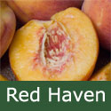 SELF FERTILE Red Haven Peach Tree. 1-2 metres tall, FIRM + FREESTONE **FREE UK MAINLAND DELIVERY + FREE 100% TREE WARRANTY**