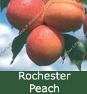 SELF FERTILE Rochester Peach Tree. 1-2 metres tall, RELIABLE + POPULAR + GOOD CROPPER + FIRM + FREESTONE + LARGE FRUIT **FREE UK MAINLAND DELIVERY + FREE 100% TREE WARRANTY**