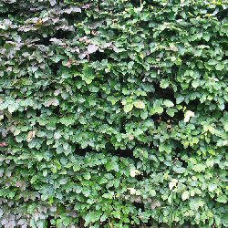 Beech Hedging
