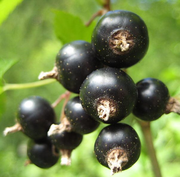 Ben Tirran Blackcurrant Bush (Late Season Variety) Pack of 4 Containerised Bushes supplied in 3 litre containers **FREE UK MAINLAND DELIVERY EXCEPT SCOTTISH HIGHLANDS**