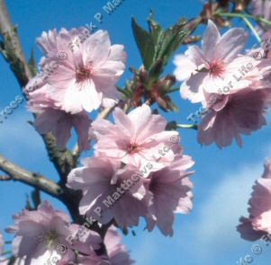 Pink Shell Flowering Cherry Tree (Prunus Pink Shell) **FREE UK MAINLAND DELIVERY + FREE 100% TREE WARRANTY**
