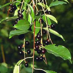 DELIVERED SEPTEMBER 2024 Bird Cherry Tree (Prunus Padus) 20 - 40cm Trees **FREE UK MAINLAND DELIVERY + FREE 100% TREE WARRANTY**