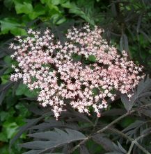 Black Lace Elder Tree (Sambucus nigra 'Black Lace') Height 1.25 metres supplied in a 11.5 litre container**FREE UK MAINLAND DELIVERY + FREE 100% TREE WARRANTY** Black Lace Elder Tree (Sambucus nigra 'Black Lace') Height 1.25 metres supplied in a 11.5 litre container**FREE UK MAINLAND DELIVERY + FREE 100% TREE WARRANTY**