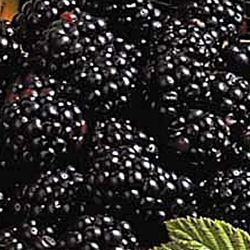 Oregon Thornless Blackberry Bush (Thornless Type)  3 Litre Containerised Bushes **FREE UK MAINLAND DELIVERY + FREE 100% TREE WARRANTY**