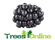 Blackberry Soft Fruit