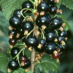 Ben Sarek Blackcurrant Bush (Early Season Variety) supplied in 3 litre containers **FREE UK MAINLAND DELIVERY + FREE 100% TREE WARRANTY**