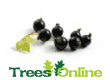 Blackcurrant Soft Fruit