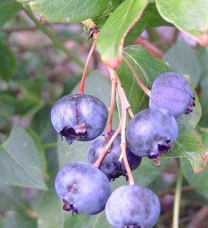 Baldwin Blackcurrant Bush (Mid-Season Variety) Pack of 4 Containerised Bushes supplied in 3 litre containers **FREE UK MAINLAND DELIVERY EXCEPT SCOTTISH HIGHLANDS**