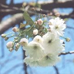 <font color="red">[DELIVERED 16TH AUGUST 2012]</font> Blushing Bride Tree(Prunus `Shogetsu`) Supplied height 1.5 - 1.7m in a 12 litre container **FREE UK MAINLAND DELIVERY + FREE 100% TREE WARRANTY**