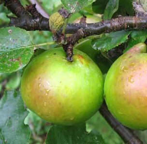 Bramleys Seedling Apple Tree (C3), TRIPLOID + BEST COOKING APPLE + AWARD +JUICING, 1-3 years old, delivered 1-2m tall, **FREE UK MAINLAND DELIVERY + FREE 100% TREE WARRANTY**