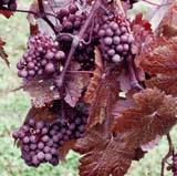 <font color="red">DELIVERED AUGUST 2018</font> Brandt Vine Bush (Vitis vinifera 'Brandt') Red Outdoor Grape, 3 Litre Pot, 2-3 years old **FREE UK MAINLAND DELIVERY + FREE 100% TREE WARRANTY** <font color="red">DELIVERED AUGUST 2018</font> Brandt Vine Bush (Vitis vinifera 'Brandt') Red Outdoor Grape, 3 Litre Pot, 2-3 years old **FREE UK MAINLAND DELIVERY + FREE 100% TREE WARRANTY**