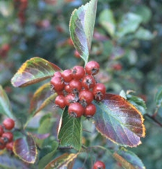 Broad-Leaved Cockspur Thorn (Crataegus persimilis 'Prunifolia) Supplied height 1.5 to 1.7 metres in a 12 litre container **FREE UK MAINLAND DELIVERY EXCEPT SCOTTISH HIGHLANDS**