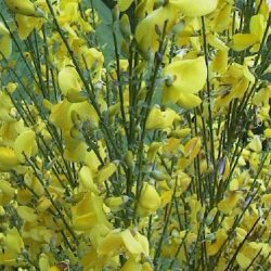DELIVERED SEPTEMBER 2024 Broom (Cytisus scoparius) 20-60cm shrubs**FREE UK MAINLAND DELIVERY + FREE 100% TREE WARRANTY**