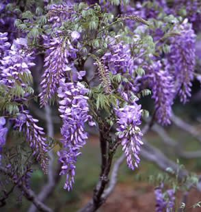 Burford Wisteria Tree Vine (Wisteria 'Burford') 4+ Years old, Supplied 1.0 - 1.25m in a 3-7L Pot, **FREE UK MAINLAND DELIVERY + FREE 100% TREE WARRANTY**