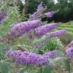 Butterfly Bush Propagation on Butterfly Bush Buddleia Davidii 132 Jpg