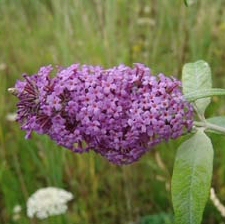 Butterfly Bush Shrubs