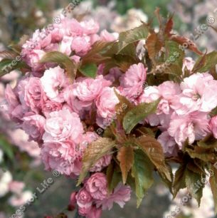 Prunus Candy Floss Japanese Flowering Cherry Tree **FREE UK MAINLAND DELIVERY + FREE 100% TREE WARRANTY**
