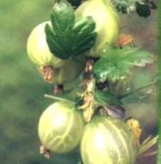 Gooseberry Bush Careless (Green) Pack contains 4 X 3 Litre Containerised bushes **FREE UK MAINLAND DELIVERY EXCEPT SCOTTISH HIGHLANDS**
